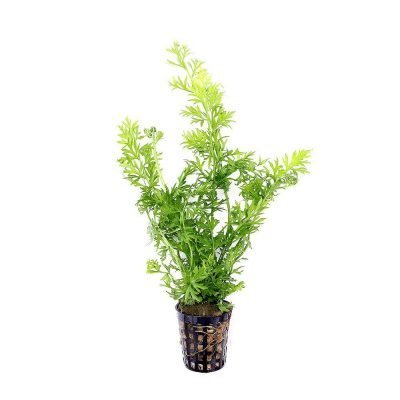 Ceratopteris Thalictroides - Дъбче Теснолистно