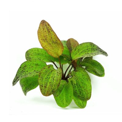 Echinodorus Ozelot Green - Ехинодорус Оцелот - Зелен