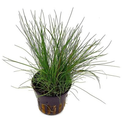 Eleocharis Parvula (Syn: Eleocharis Acicularis) - Елеохарис Парвула