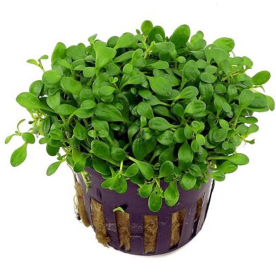 Glossostigma Elatinoides - Глосостигма