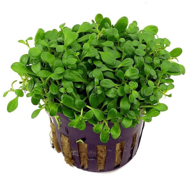 Glossostigma Elatinoides - Глосостигма