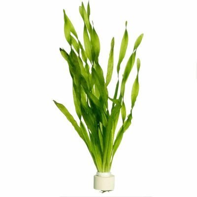 Vallisneria Asiatica - Спираловидна Валиснерия, Азиатска Валиснерия