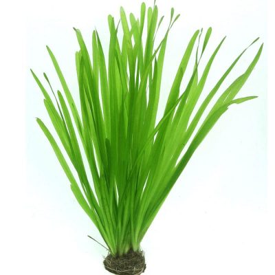 Vallisneria Spiralis - Валиснерия Спиралис