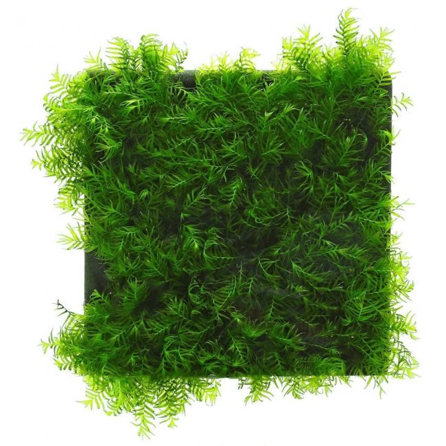 Fissidens Fontanus - Фисиденс Фонтанус (Phoenix Moss)