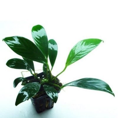 Anubias Congensis Round - Анубиас Конгензис