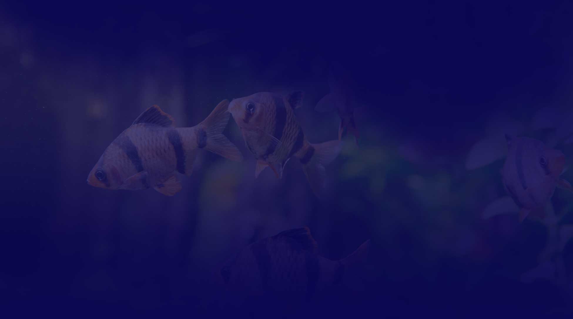 Multi Background Fish fish-background-two | AQUARIST